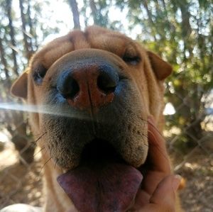 Meet your Posher, Lynette